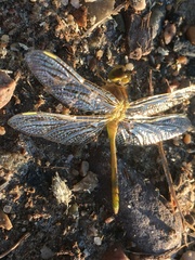 Sympetrum costiferum
