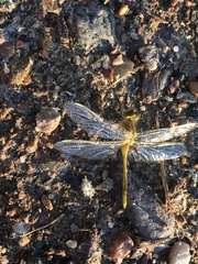 Sympetrum costiferum