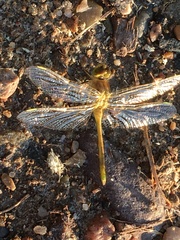 Sympetrum costiferum