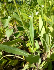 Pilosella novosibirskensis