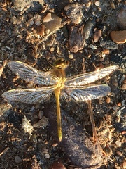 Sympetrum costiferum