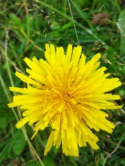 Taraxacum officinale