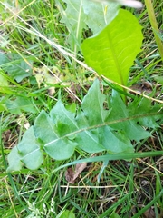 Taraxacum officinale