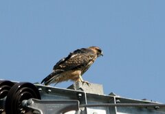 Parabuteo unicinctus