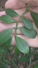 Psychotria serpens