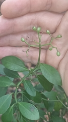 Psychotria serpens