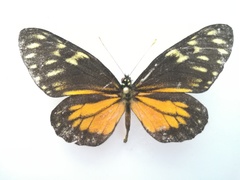 Charonias eurytele dismorphites