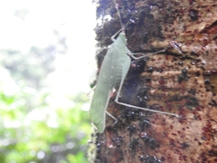 Tettigoniidae