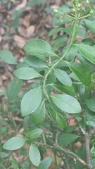 Psychotria serpens