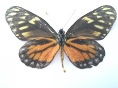 Charonias eurytele dismorphites