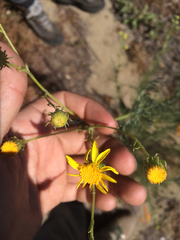 Senecio flaccidus douglasii
