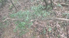 Psychotria serpens