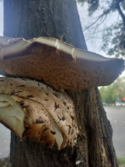 Cerioporus squamosus