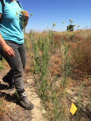 Senecio flaccidus douglasii