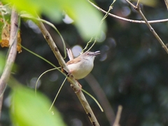 Prinia rufescens