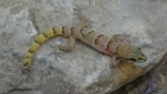 Microgecko latifi