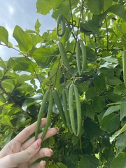 Periploca