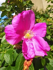 Rosa rugosa