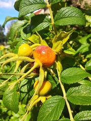 Rosa rugosa