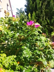Rosa rugosa