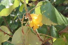 Hibiscus tiliaceus pernambucensis