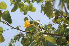 Hibiscus tiliaceus pernambucensis