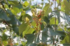 Hibiscus tiliaceus pernambucensis