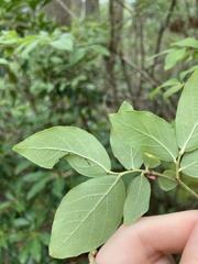 Vaccinium caesariense