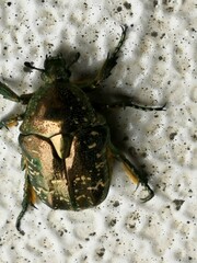 Protaetia orientalis