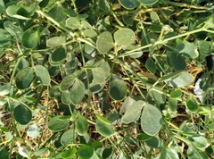 Zygophyllum