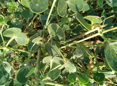 Zygophyllum