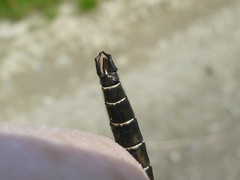 Somatochlora hudsonica