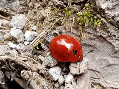 Aegithus cardinalis