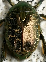 Protaetia orientalis