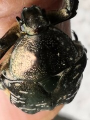 Protaetia orientalis