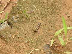 Orthoptera
