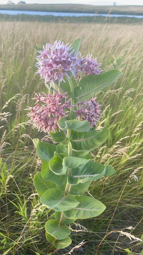 showy milkweed