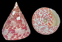 Rochia conus