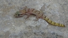 Microgecko latifi