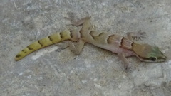 Microgecko latifi