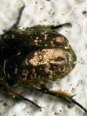 Protaetia orientalis