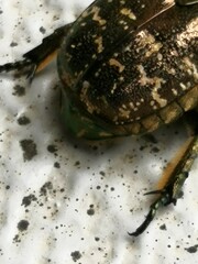 Protaetia orientalis