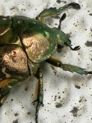 Protaetia orientalis