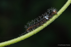 Ariadne ariadne
