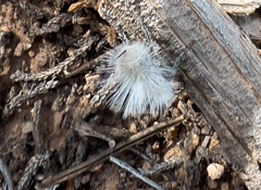 Dasymutilla pseudopappus