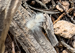 Dasymutilla pseudopappus