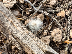 Dasymutilla pseudopappus