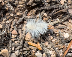 Dasymutilla pseudopappus