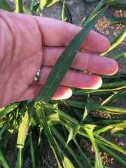 Echinochloa crus-galli