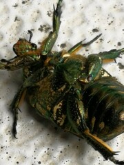 Protaetia orientalis
